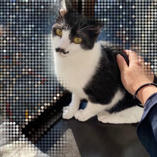 お髭がチャームポイントのダリくん