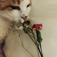 チビ