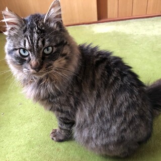 お膝乗り猫 長毛キジの甘えん坊な子