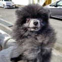 ポメラニアン　男の子　B-72