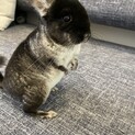 チンチラ　ブラックベルベット