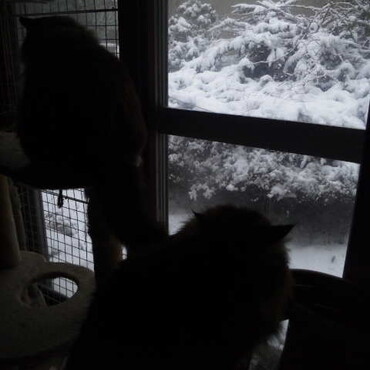雪かき道具を片付けようと思ったら今朝はまた白い世界に逆戻り！