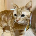 あしながダニエルくん♪里親絶賛募集中！
