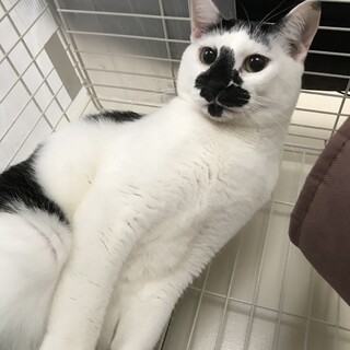 ★白黒のイケニャン★お顔の真ん中黒！てっちゃん