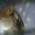 決まりました