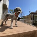 サムの家族をさがしています