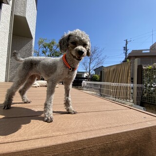 サムの家族をさがしています