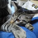 甘えん坊しっぽなくん、1歳になりました。