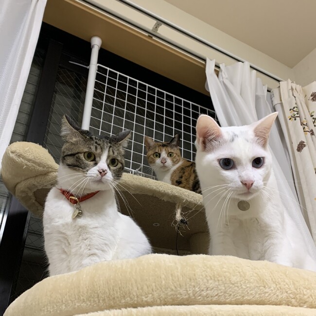 だかひのカバー写真