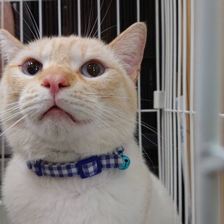 青い瞳のぽっちゃり王子、ゆずくん(2歳)