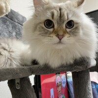 こはだ