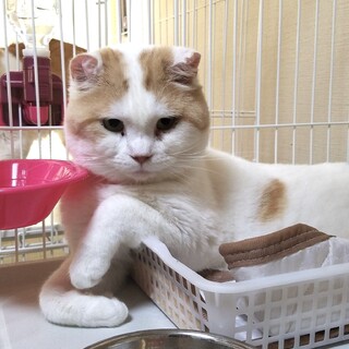 スコティッシュ6歳の男の子★アーデルベルトくん