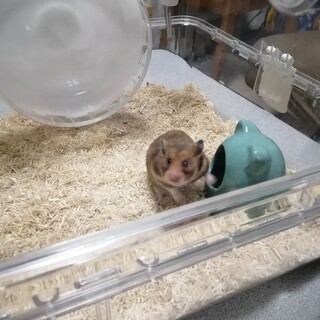 ゴールデン　ハムスター