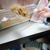 ゴールデン　ハムスター サムネイル2