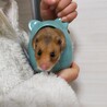 ゴールデン　ハムスター サムネイル3