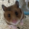 ゴールデン　ハムスター サムネイル7