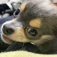 おいも
