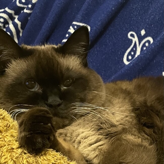 はじたまのカバー写真