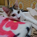 愛嬌者の、白キジブランくん。一歳になりました。