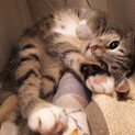 靴下をはいたキジシロちゃん、避妊手術済！
