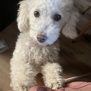 白くて可愛い、ふわふわ小さな女の子ウールちゃん