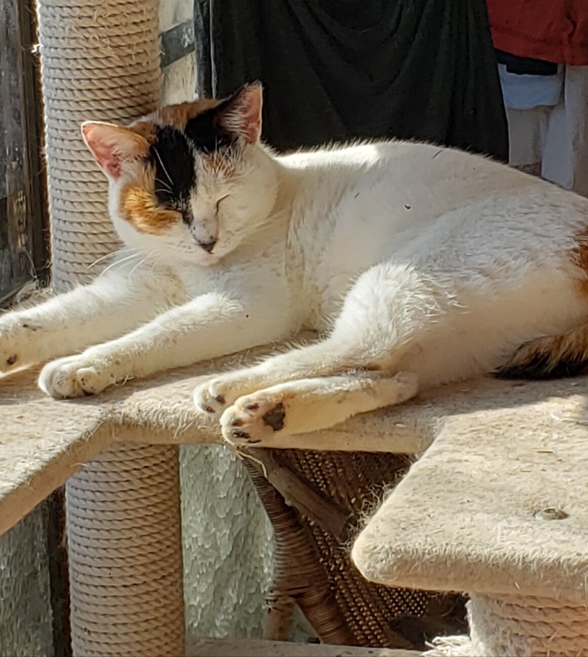 あざとかわいい白三毛さん」千葉県 - 猫の里親募集(357187 