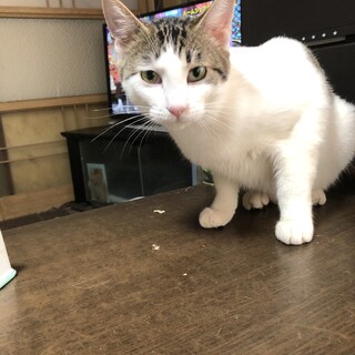 面倒見が良くて　控えめな女の子
