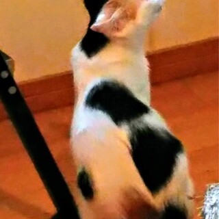 きれいなミケ　もなかちゃん