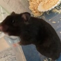 交渉中☆甘えん坊で人懐っこいクロクマ♀です！