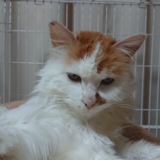 いつか、むっくむくに！◎むく◎