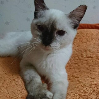 シャム風あしながラブちゃん♪里親絶賛募集中！