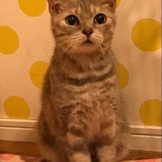 淡路っこ♪ベルちゃん♪里親絶賛募集中！