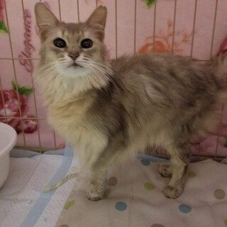 淡路っこ♪マリーちゃん♪里親絶賛募集中！