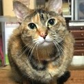 とにかく甘えん坊！いつでも遊んでほしいめぐちゃん