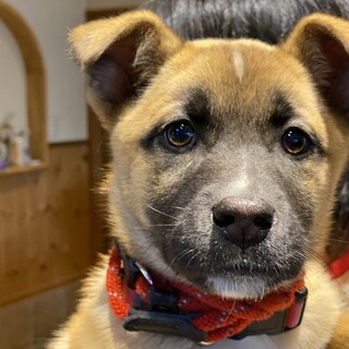 雑種犬♀推定4か月の杏(あんず)ちゃん