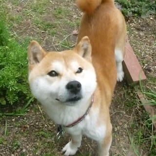 小柄で元気な男の子・室内飼い･ﾌｨﾗﾘｱ陽性