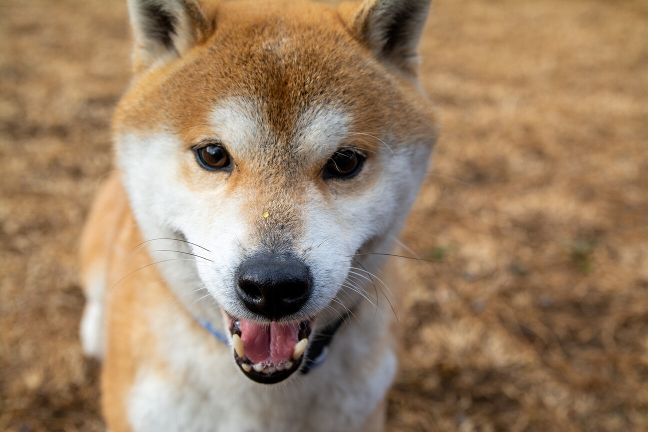 思わず見惚れる正統派イケ 東京都 犬の里親募集 3570 ペットのおうち 月間利用者150万人