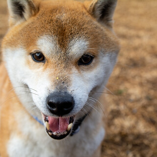 思わず見惚れる正統派イケ 東京都 犬の里親募集 3570 ペットのおうち 月間利用者150万人