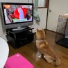 思わず見惚れる正統派イケメンの柴犬男子 サムネイル5