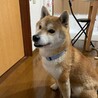 思わず見惚れる正統派イケメンの柴犬男子 サムネイル6