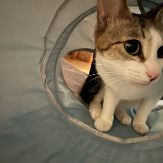 優しくて小柄なキジシロのルルちゃん