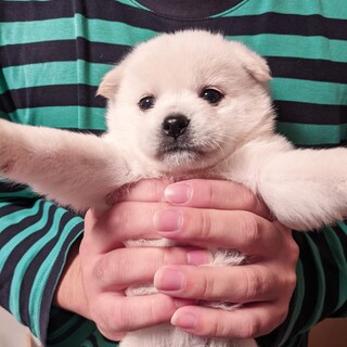 【令和3年2月生まれ】里親さんを募集中です