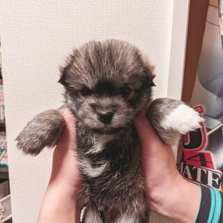 【令和3年2月生まれ】里親さんを募集中です