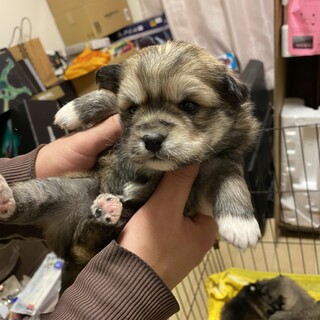 【令和3年2月生まれ】里親さんを募集中です