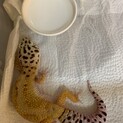 ヒョウモントカゲモドキ