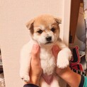 【令和3年2月生まれ】里親さんを募集中です