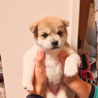 【令和3年2月生まれ】里親さんを募集中です