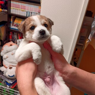 【令和3年2月生まれ】里親さんを募集中です