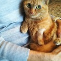 3本足の女のコに家猫として新たなスタートを