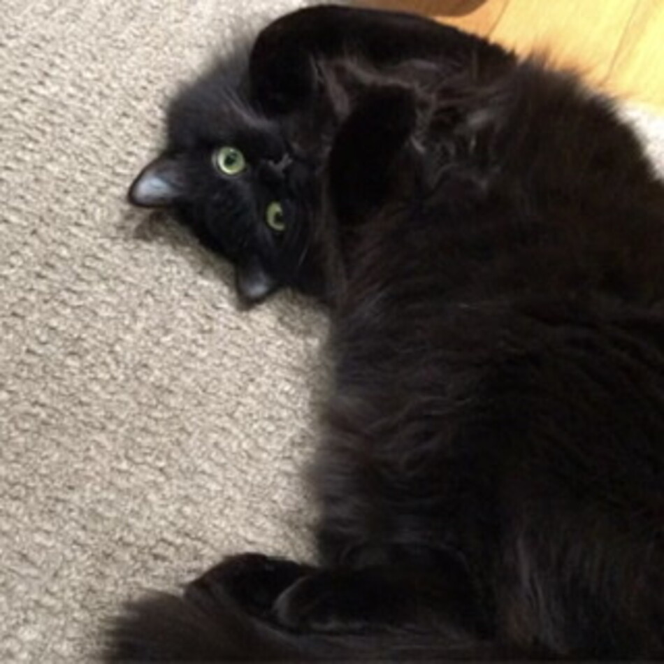 psipsinaのカバー写真